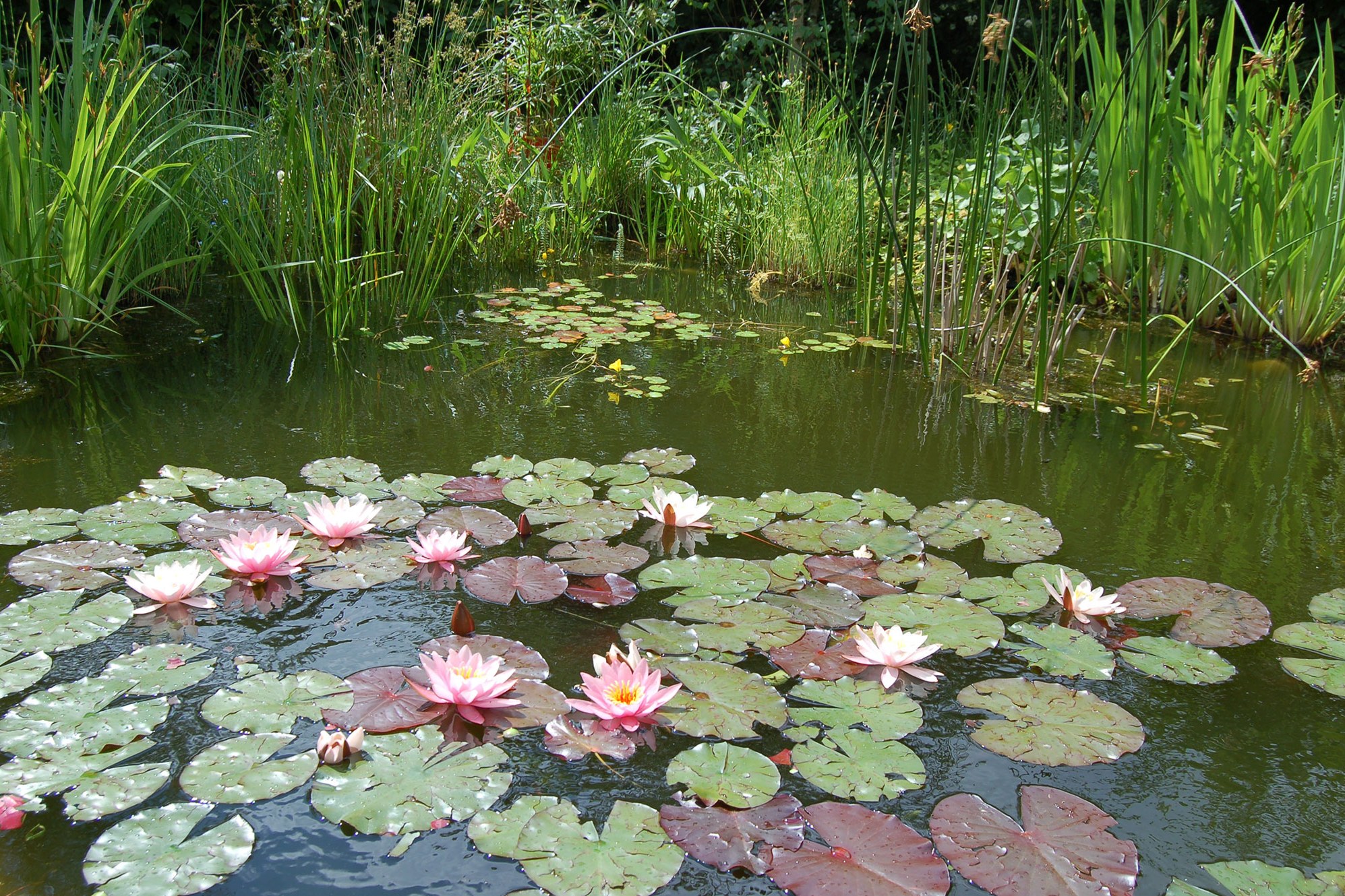 So legen Sie einen Gartenteich an LBV